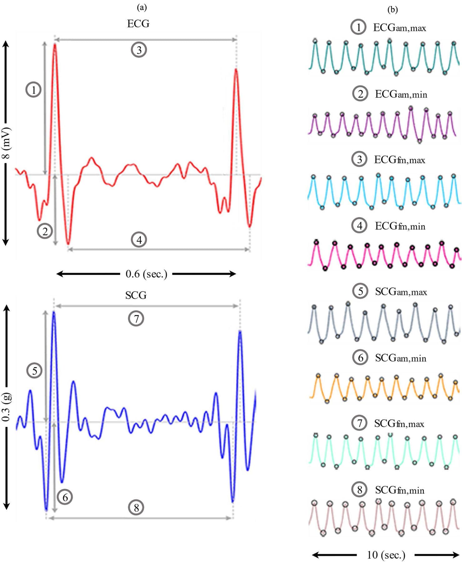 Fig. 3. a) Description of the extracted respiration features from ECG (top) and SCG (bottom). Amplitude features are numbered 1, 2 for ECG and 5, 6 for SCG. While frequency features are numbered 3, 4 for ECG and 7,8 for SCG. b) The corresponding TV is extracted from the features in a) by detecting peaks and valleys.